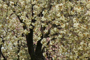 八重桜（鬱金）