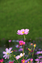 Beautiful cosmos flowers in the garden
