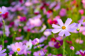 Fototapeta premium Beautiful cosmos flowers in the garden 