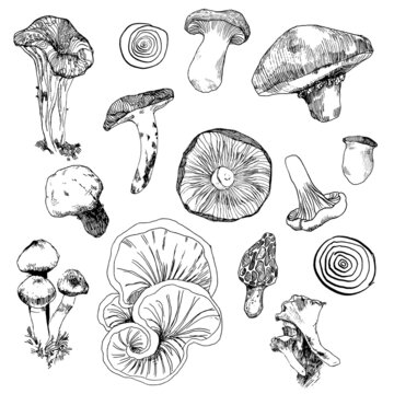 autumn hand drawn set of vector illustrations with mushrooms