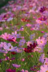 Fototapeta premium Beautiful cosmos flowers in the garden 