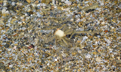 Fish feeding in the shallow waters of the sea. small waves in the sea. Background / texture.