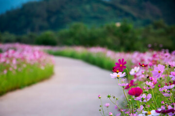 Obraz premium Beautiful cosmos flowers in the garden 