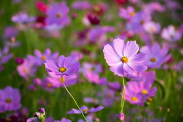 Fototapeta premium Beautiful cosmos flowers in the garden 