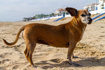 Bonito, tranquilo y alegre perro en la arena de la playa