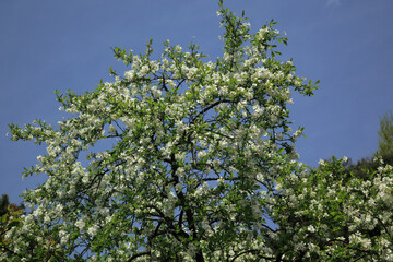 Obraz premium オオリキュウバイ