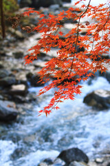 紅葉 キャンプ 滝 自然  アウトドア 紅葉狩り