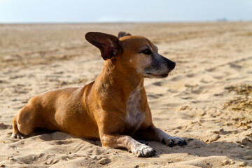 Bonito, tranquilo y alegre perro en la arena de la playa