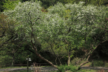 オオリキュウバイ