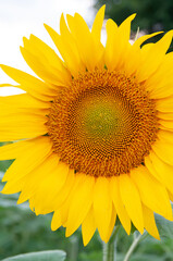 Sunflower natural background. Sunflower blooming. Close-up of sunflower.