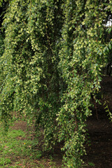 ときわまんさく