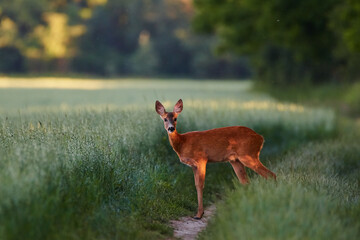 Roe deer in natural environment, danube wetland, Slovakia, Europe