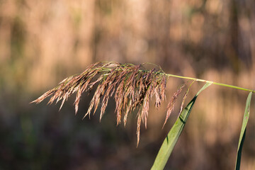 Trzcina pospolita Phragmites Australis w promieniach słońca, roślina wodna w rezerwacie przyrody, długie włosy © PeterG
