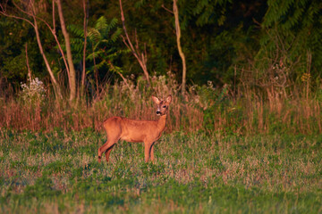 Roe deer in natural environment, danube wetland, Slovakia, Europe