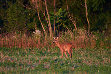 Roe deer in natural environment, danube wetland, Slovakia, Europe