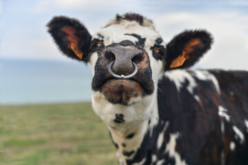 Spotted cow with a pierced nose in Normandy