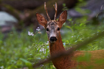 Roe deer in natural environment, danube wetland, Slovakia, Europe