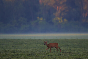 Roe deer in natural environment, danube wetland, Slovakia, Europe