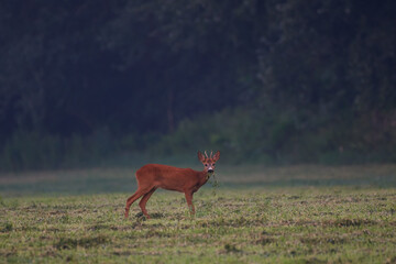 Roe deer in natural environment, danube wetland, Slovakia, Europe