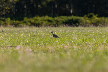 Kulik wielki Numenius arquata spaceruje po zielonej łące, ptak z długim dziobem