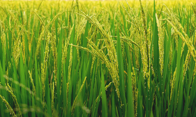 Rice in the field is waiting for harvest. Natural food background concept.