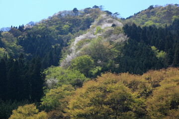 新緑と山桜