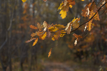 Blurred bokeh of autumn leaves in the forest on a warm Sunny day. Autumn forest, illuminated by the morning sun.The colors of autumn. Autumn.