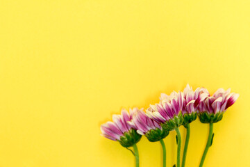 beautiful chrysanthemum on the yellow background
