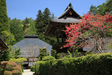 Fototapeta premium 安楽寺 本堂