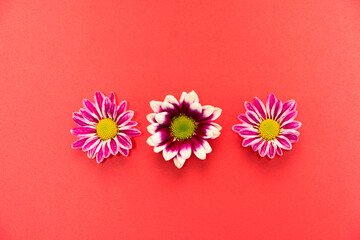 beautiful chrysanthemum on the red background
