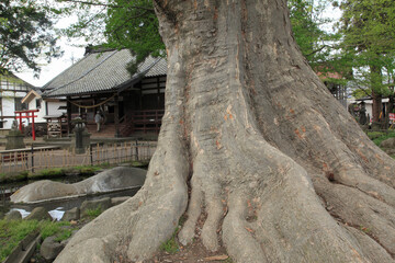 白鳥神社の大ケヤキ