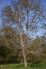 Farmer harvesting walnuts