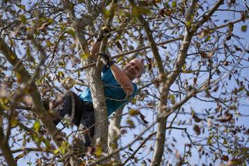 Farmer harvesting walnuts