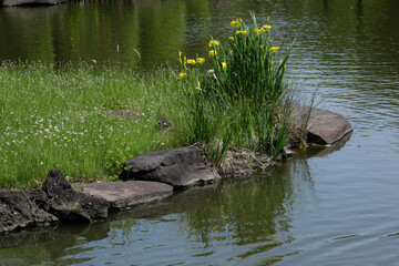 Obraz premium 水辺のキショウブ