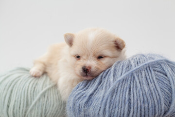 Adorable pomeranian spitz dog puppy laying on a ball of fluffy wool with natural light. High quality photo