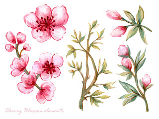 Watercolor illustration Botanical collection cherry blossom sakura foliage leaves  Set of wild and garden and abstract elements hand painted