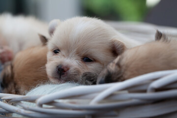 Adorable pomeranian spitz dog puppies laying in a rush basket with natural light. High quality photo