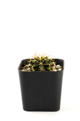 Small cactus growth in black plastic flower pot isolated on white background.