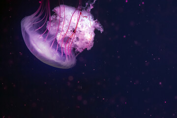 Beautiful white jellyfish swims in the aquarium on a dark blue background of water,compass jellyfish © Romaniuk Kateryna