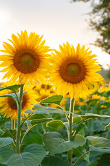 Obraz premium Sunflower natural background. Sunflower blooming. Close-up of sunflower.