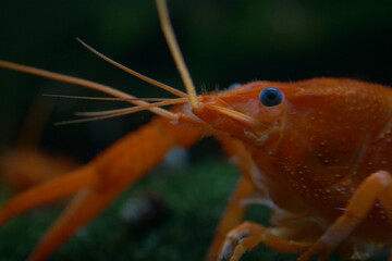 Lobster. Red, orange, brown and yellow lobster walking on rocks in the water, Lobster in water tank at an aquarium. Concept of: Water, Rocks, Family.
