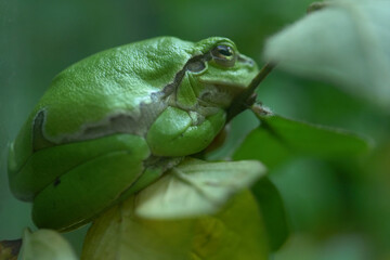 Mission golden-eyed tree frog or Amazon milk frog (Trachycephalus resinifictrix) is a large species of arboreal frog . It is sometimes referred to as the blue milk frog.