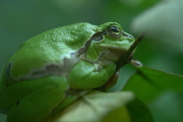Mission golden-eyed tree frog or Amazon milk frog (Trachycephalus resinifictrix) is a large species of arboreal frog . It is sometimes referred to as the blue milk frog.