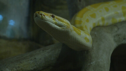 Close up profile of a pythons crawling on rocks, Yellow Reticulated python.