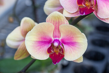 Close-up of a beautiful orchid 7