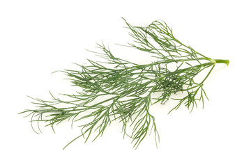 Fresh green dill herb branch