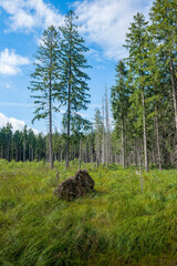 leśna polana © Kamil_k2p