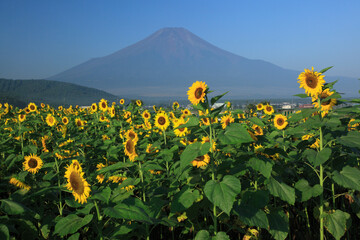 ヒマワリと富士山