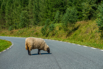 zagubiona owca na górskiej drodze - obrazy, fototapety, plakaty