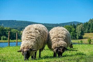 dwie ciekawskie owce na łące - obrazy, fototapety, plakaty